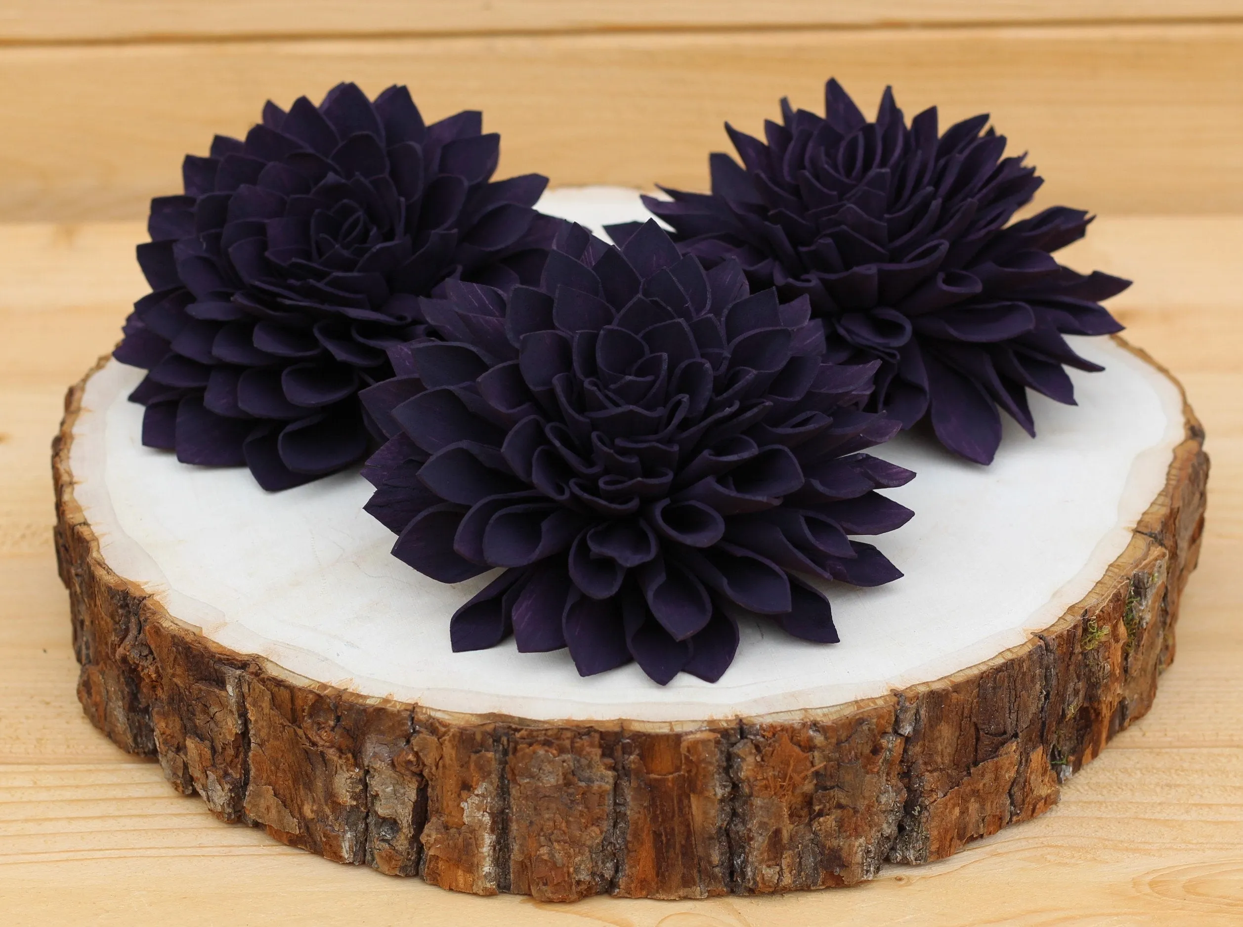 Dark Purple Plum Sola Dahlias 4" ( Set of 5 )