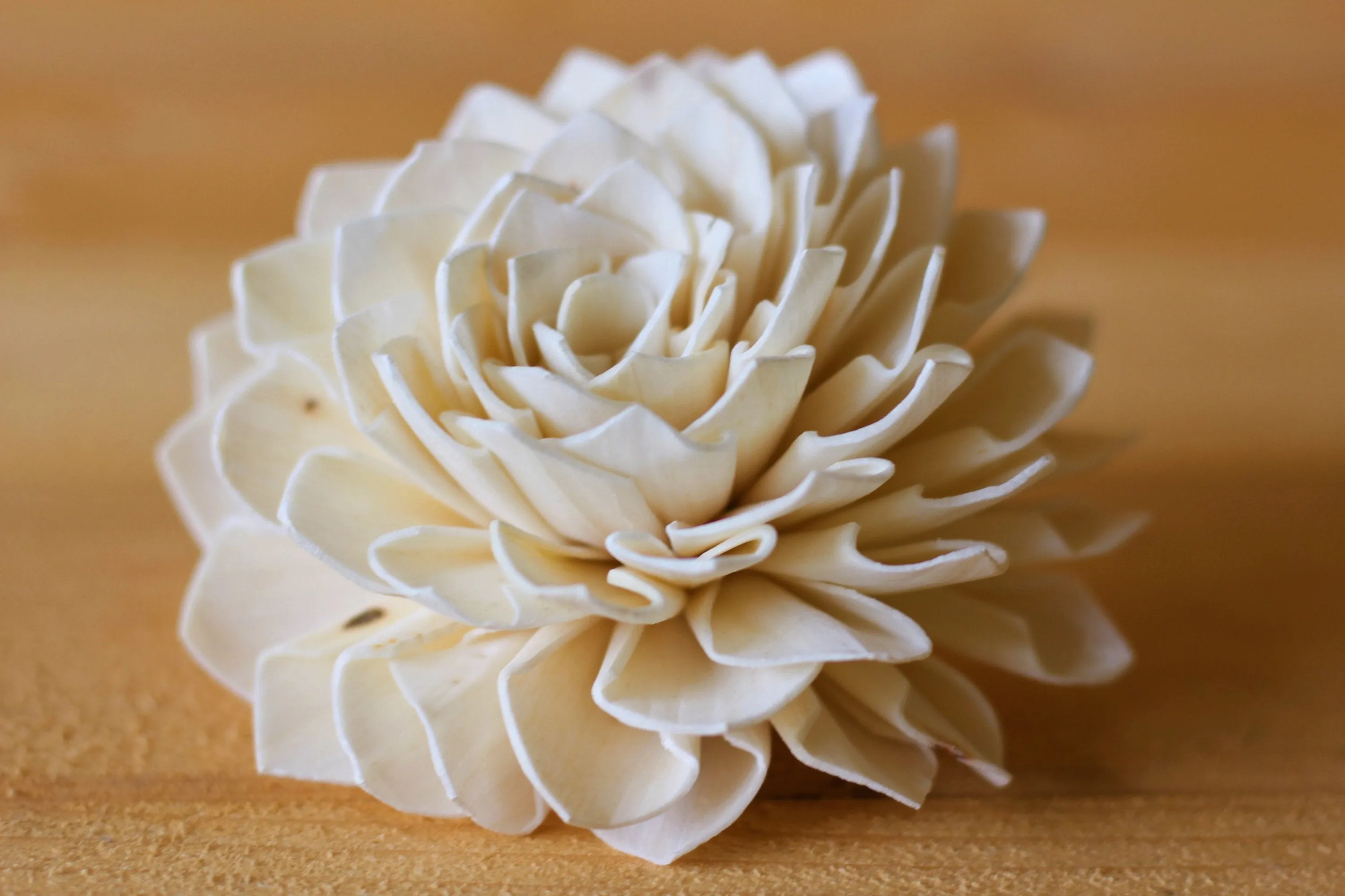 Wholesale/Bulk Sola Wood Dahlias 3"